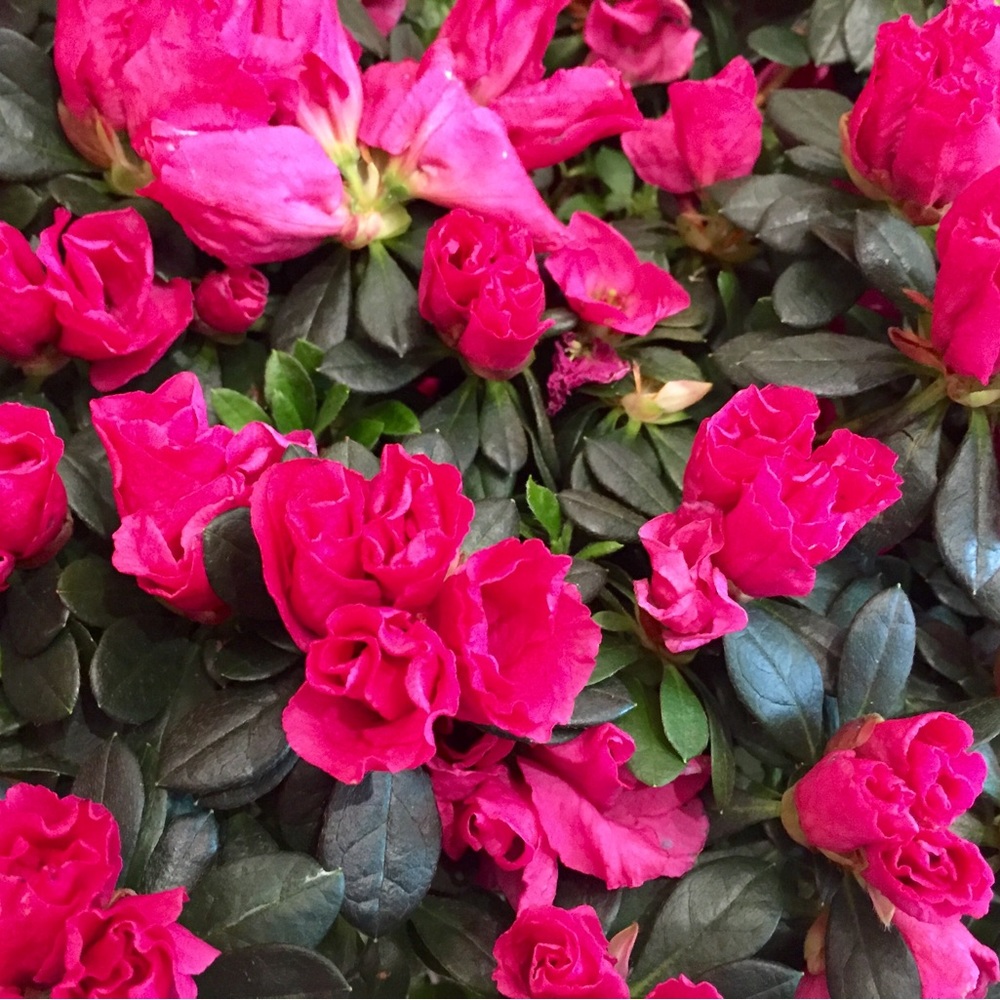 Meet your Posher, Jem